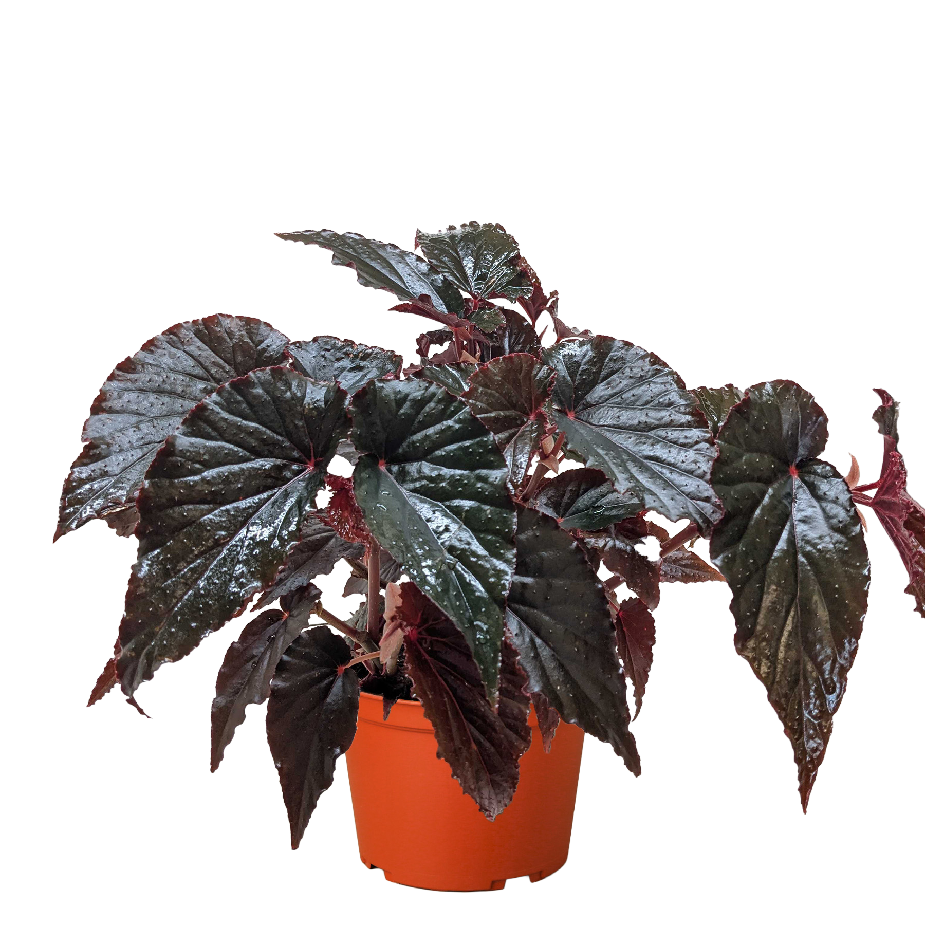 Beginner Friendly Plants